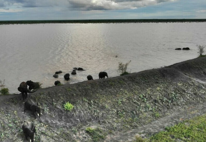 Caught in the act: elephants in the process of climbing down the dam wall on their way out. Unwittingly damaging it that little bit more.