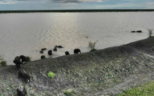  Caught in the act: elephants in the process of climbing down the dam wall on their way out. Unwittingly damaging it that little bit more.