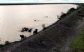  A view of the dam from the north, looking south-west. With some happy elephants in the foreground!