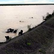  A view of the dam from the north, looking south-west. With some happy elephants in the foreground!