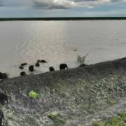 Caught in the act: elephants in the process of climbing down the dam wall on their way out. Unwittingly damaging it that little bit more.